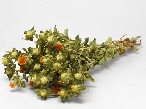 Bouquet Carthamus 65 cm