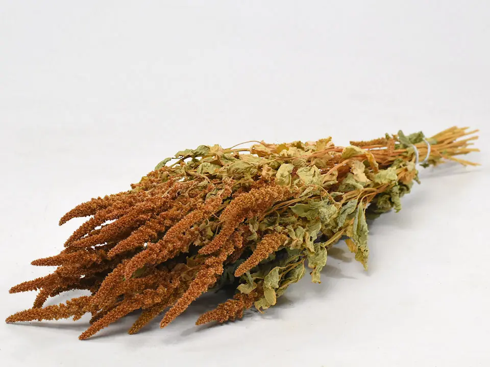 Bouquet Amaranthus Orange 70 cm