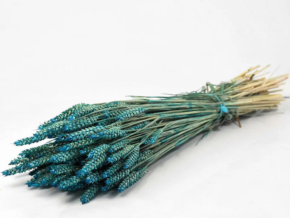 Bouquet Triticum Petrol Bleu (blé) 70 cm
