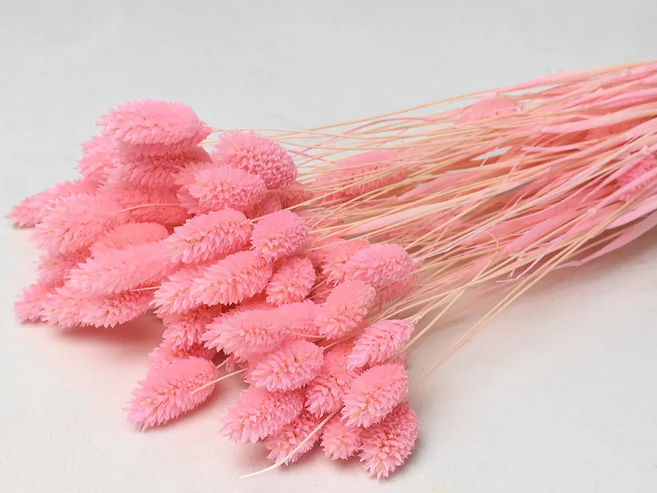 Bouquet Phalaris pastel rose 70 cm