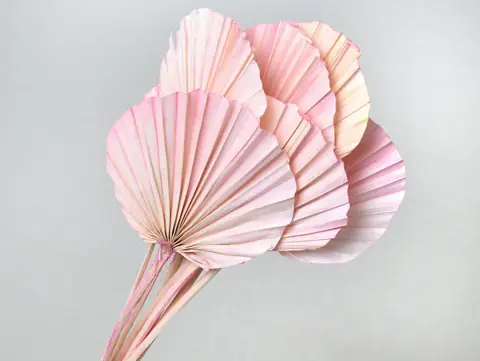Palme lance ronde Rose Pastel 40-55 cm · lot de 5