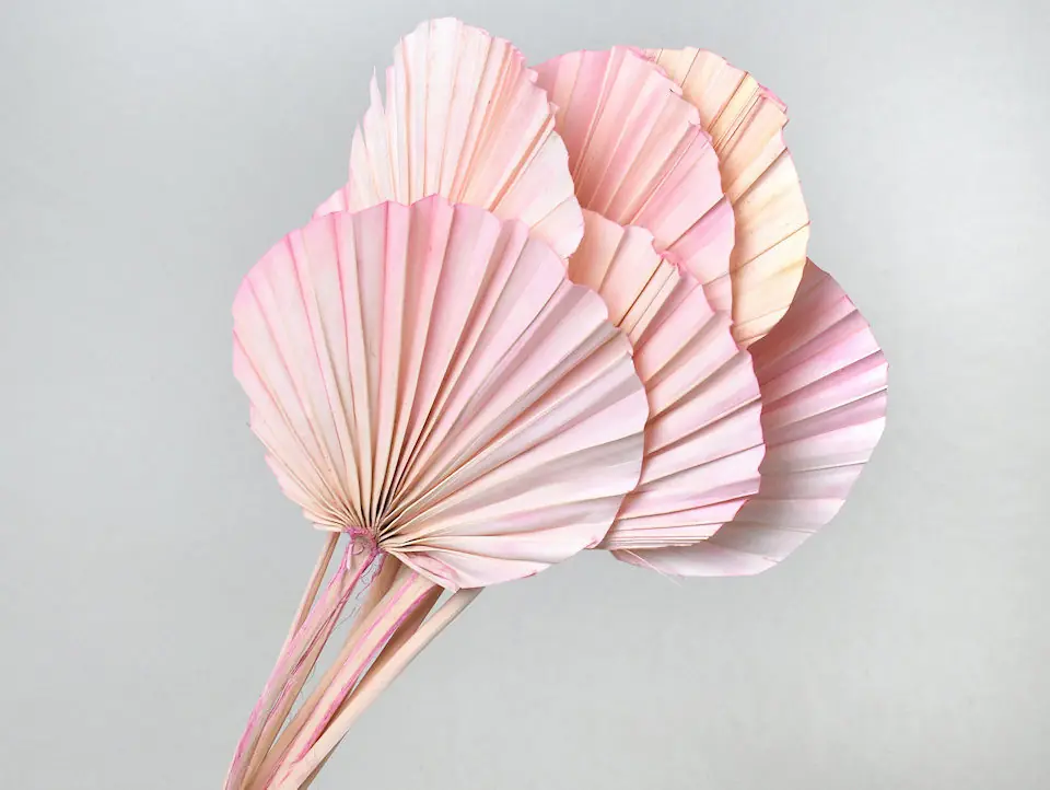 Palme lance ronde Rose Pastel 40-55 cm · lot de 5