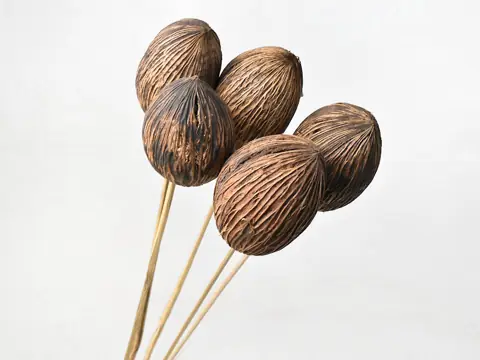 Mintolla sur tige · lot de 10