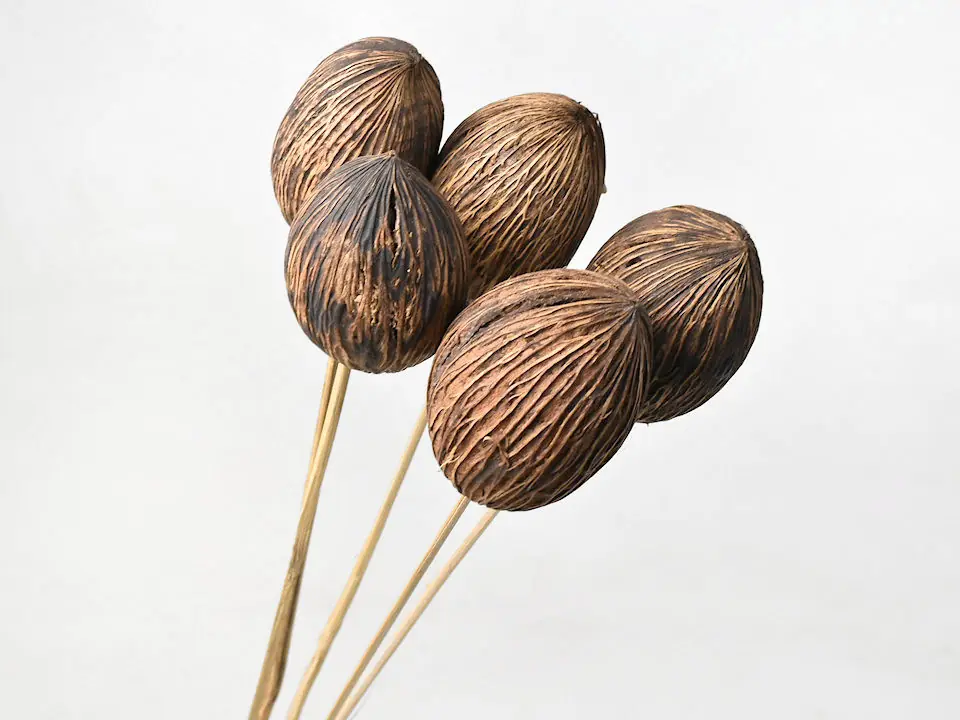 Mintolla sur tige · lot de 10