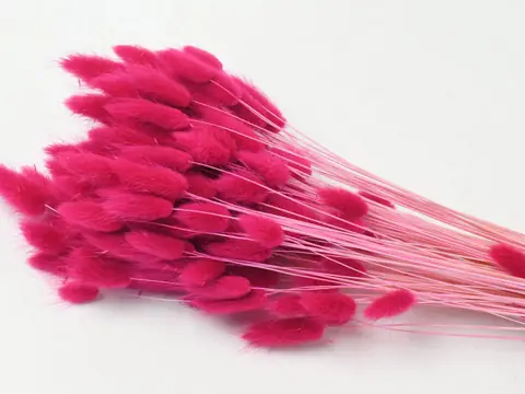 Bouquet Lagurus Fuchsia 65 cm