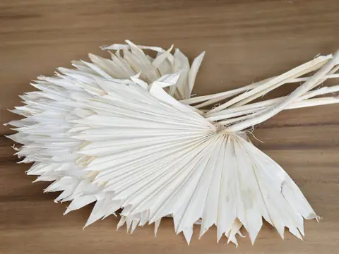 Sun Spear Blanchi 40-50 cm · lot de 5