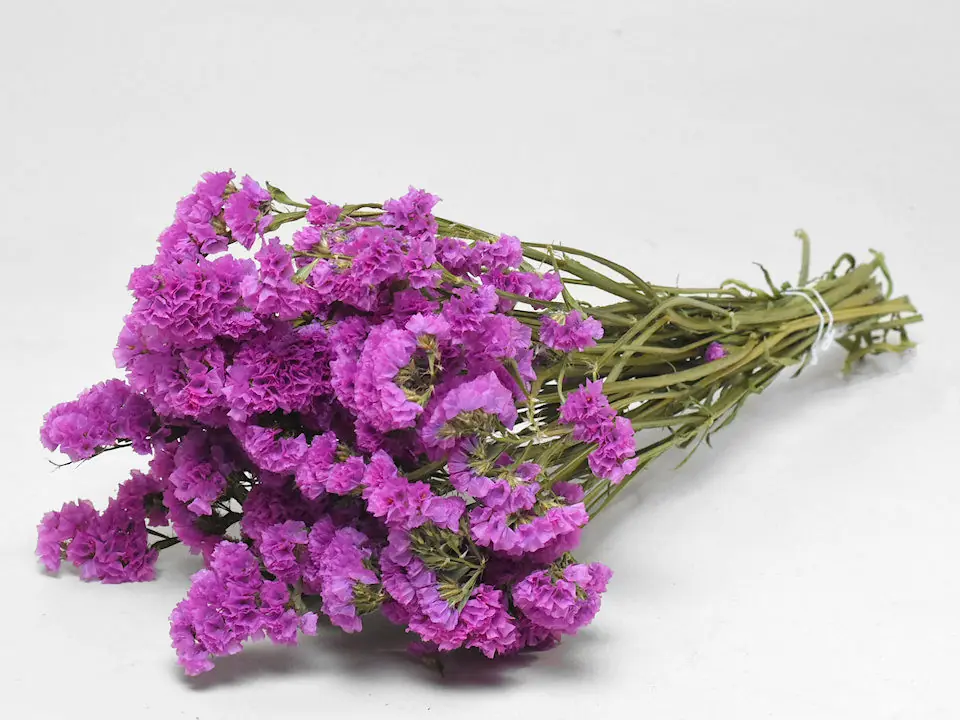 Statice Sinuata Lila-Rose