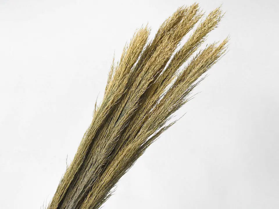 Arundo Plumero 110 cm · lot de 5