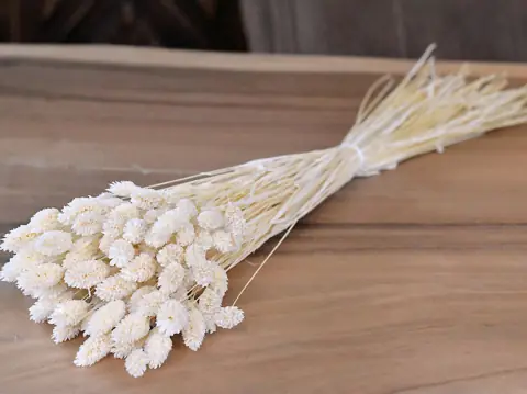Bouquet Phalaris Blanchi 100 g