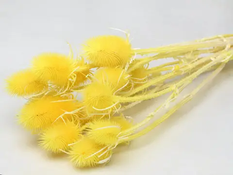 Chardon Jaune 70 cm